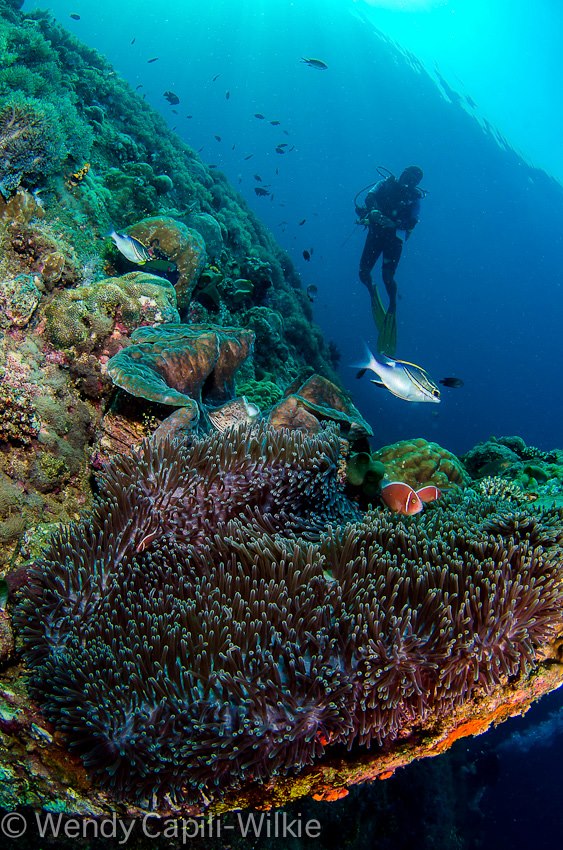 Enjoy the thrill of underwater in Anilao Batangas